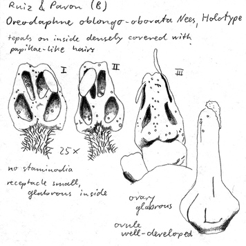 Vorschaubild Oreodaphne oblongo-obovata Nees